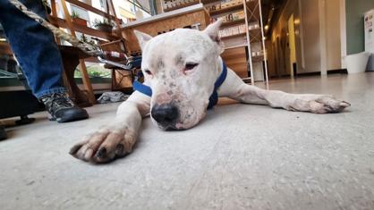 Köpeklerde Kanser Belirtileri Nelerdir?