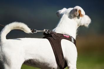 Köpeklerde Tasma Seçimi Nasıl Yapılır?