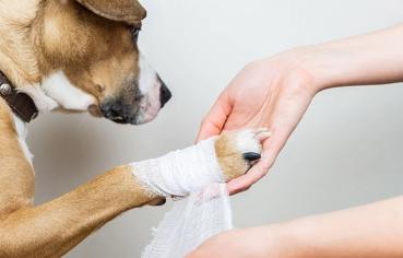 Köpeklerde Topallama: Köpeğim Patisinin Üzerine Basamıyor