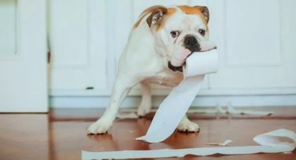 Köpeklere Tuvalet Alışkanlığı Nasıl Kazandırılır?