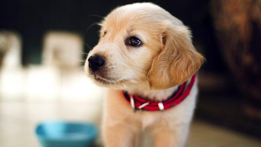 Köpeklerin Sahiplerini Tanıdığını İşaret Eden Belirtiler Nelerdir?