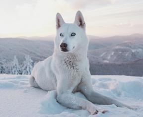 Köpek Göz ve Kulak Temizliği
