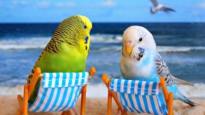 Yavru Muhabbet Kuşu Nasıl Alıştırılır?