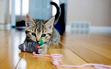 Kedinizle Nasıl Eğlenceli Vakit Geçirirsiniz?