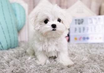 Teacup Köpek Özellikleri – Teacup Köpek Cinsleri Nelerdir