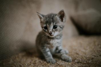 Kediniz ile Geçireceğiniz İlk 1 Yıl İçin Yapmanız Gerekenler